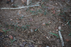 Mollugo cerviana var. spathulifolia